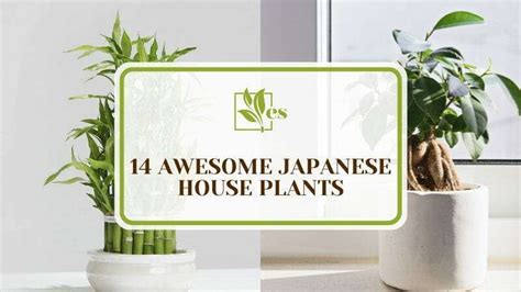 14 Awesome Japanese House Plants Indoor Gardening Tips Evergreen Seeds