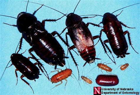 El Control De Cucarachas Menos Tóxico Nebraska Extension In Lancaster