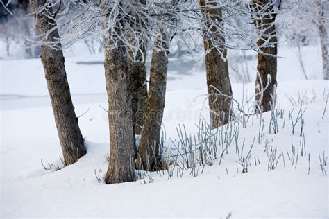 Dead Trees During Winter Stock Image Image Of Pure Landscape 8717993