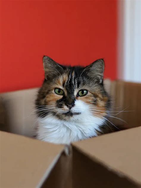 Why Do Cats Like Boxes So Much Top 8 Reasons Fermentools