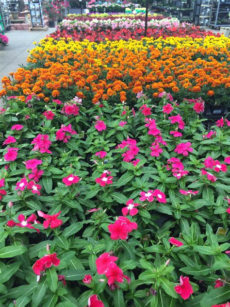 Thousands of properties for sale. Lowes Garden Center Flowers | Top Home Information