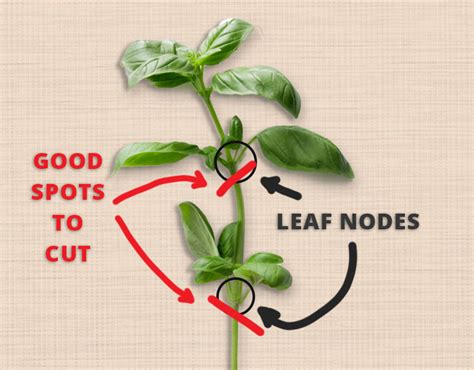 So rooting basil from cuttings gives you a way to use those cuttings if you aren't planning to use the pruned off pieces in a recipe immediately. Rooting Basil Cuttings for Endless Harvest - Amazing Herb ...