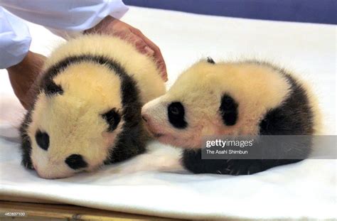 Twin Giant Panda Cubs Ouhin And Tohin Are Seen During Their Naming