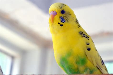 Budgie Wallpapers Images Photos Pictures Backgrounds