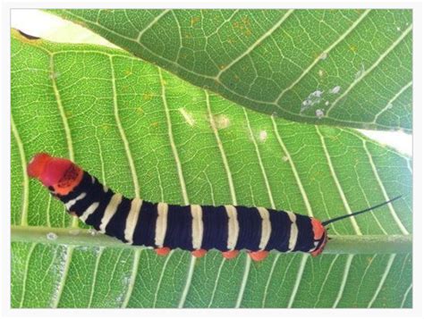 Striped Caterpillar Identification Guide Owlcation