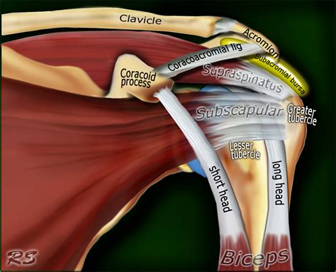 Shoulder Tendon And Ligament Anatomy Shoulder Anatomy Shoulder
