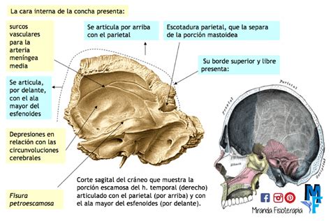 Huesos Del Cráneo