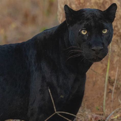 Black Panther In India Big Cats India Customised Tiger Safari In India