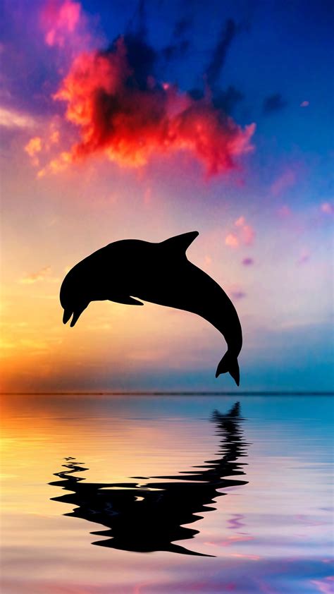 Dolphin Wallpapers 69 Images