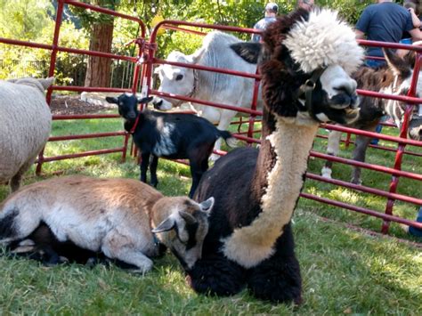 Backyard Petting Zoo For Rent Sacramento Bring The Farm To You