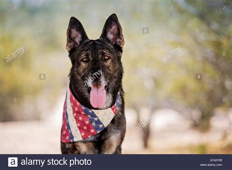 Patriotic Dog Hi Res Stock Photography And Images Alamy