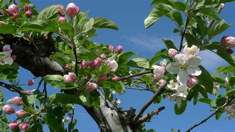 Apple Blossom Time Apples Blossoms Blue Sky Flowering Flowers Fruit