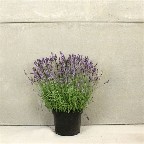 Lavender Hidcote 2030cm 10l Pot Hedges Direct Uk