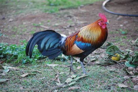 Origin Of The Domestic Fowl Learning By Breeding