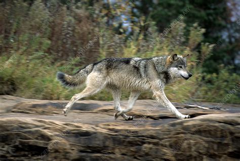 Gray Wolf Running Stock Image Z9320421 Science Photo Library