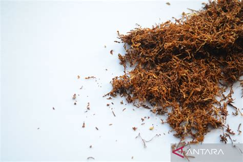 Tiga Fakta Soal Nikotin Yang Perlu Anda Ketahui ANTARA News