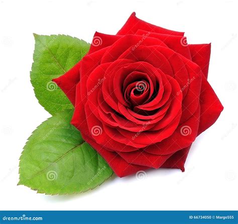 Red Rose Isolated Stock Photo Image Of Single Closeup 66734050