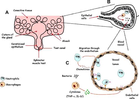 Innate Immune Response Of Bovine Mammary Gland To Pathogenic Bacteria