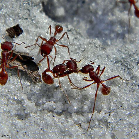8 Types Of Ants With Wings Curb Earth