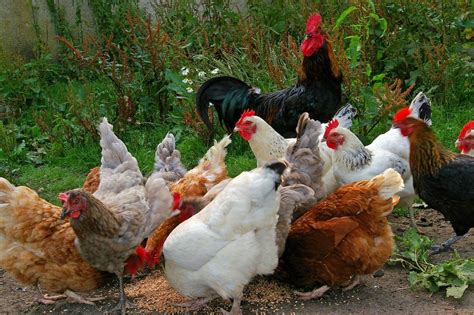 A Guide To The Best Egg Laying Chickens