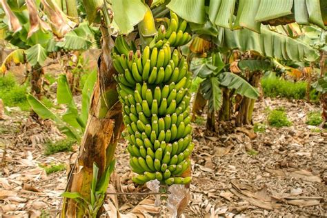 Profitable Banana Farming Business Know Cost And Profit Details