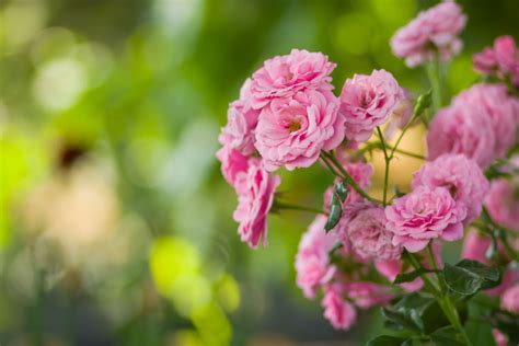 pink rose flower images choosing the best pink flowers for your lovely garden garden diy