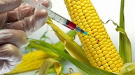 The Controversy on Genetically Modified Corn | by Charlotte Brown | Medium