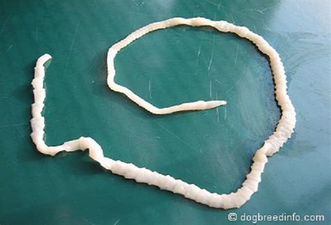 Doctors Discover Tapeworm Inside Mans Head