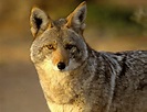 Curiosidades:Coyote | Wiki Reino Animalia | Fandom