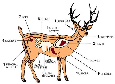 Whitetail Deer Anatomy Shot Placement Bow