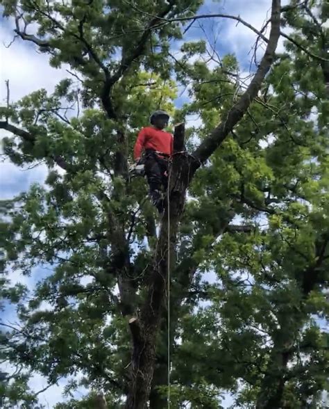 High Definition Tree Service Llc The Smart Choice For Tree Lovers