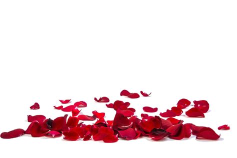 Red Rose Petals Transparent Png All Png All