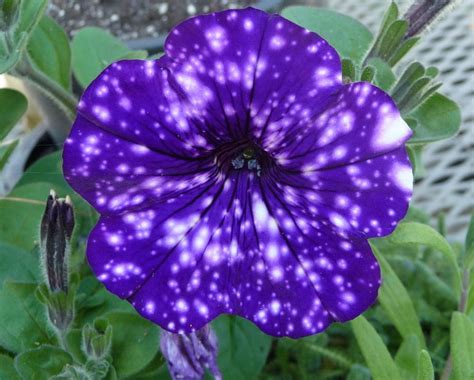 Petunias Plant Care And Collection Of Varieties
