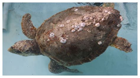 Two Loggerhead Sea Turtles Released Back Into The Gulf