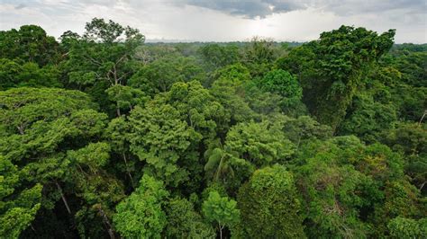 Peruvian Amazon Rainforest In Tambopata National Reserve Madre De Dios