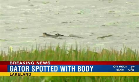 large alligator found with human s body in its mouth in florida world news uk