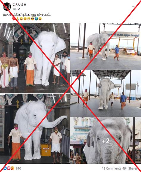 Image Of Ash Covered Elephant Viral As Image Of Rare White Elephant