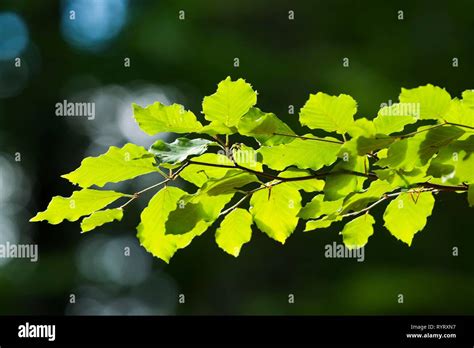 Common Beech Fagus Sylvatica Branch With Leaves Germany Stock Photo