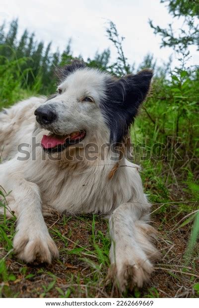 Portrait Old White Dog Yakut Laika Stock Photo 2262669669 Shutterstock