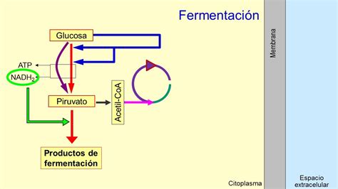 Metabolismo Microbiano Quimioorganotrofos Fermentadores Youtube