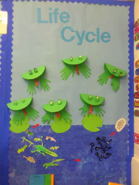 Frog Life Cycle Display Inspired By Various Pins Spring Activities