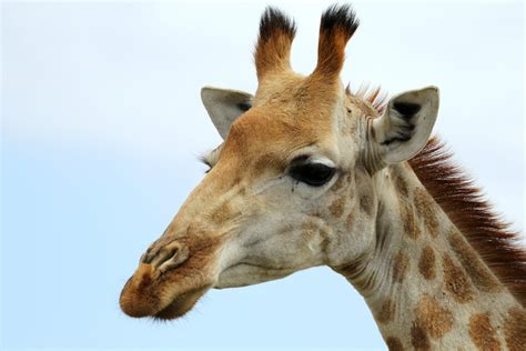 Giraffe 7d27434 001 Giraffe Seen At Kariega Game Reserve Flickr