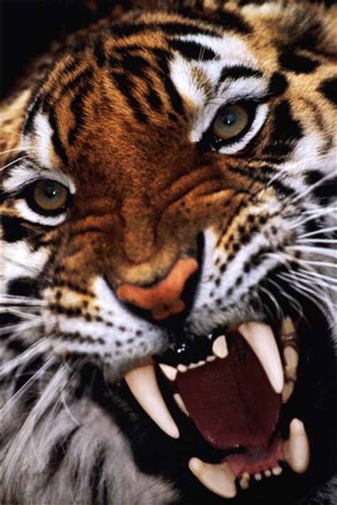 Bengal Tiger Close Up ~ Fine Art Print African Wildlife