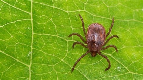 Tick Bite Rash How To Recognize The Symptoms Treatment Tips