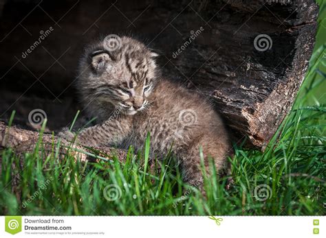 Baby Bobcat Kit Lynx Rufus At Log Opening Stock Photo Image Of