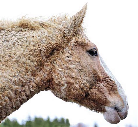 Cavalo Com Pelo Na Pata