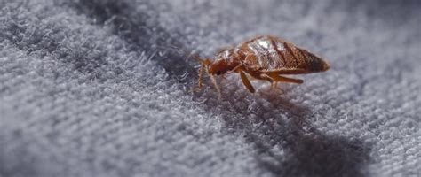Ungeziefer im bett finden ist natürlich eine sehr eindeutige variante, um bettwanzen zu identifizieren. Bettwanzen bekämpfen: So werden Sie die Schädlinge wieder los