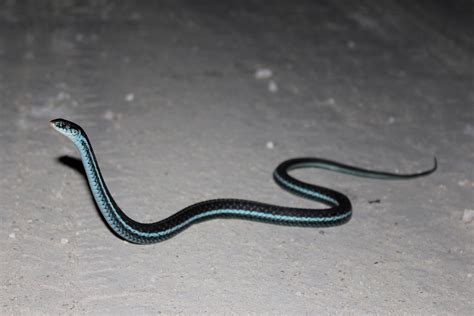 Common Gartersnake Florida Snake Id Guide
