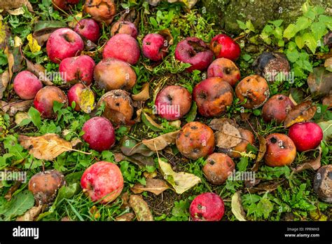 Rotten Fruit Tree