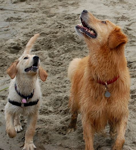 The Adventures Of Sammie And Avalon Daytrip To Dillon Beach